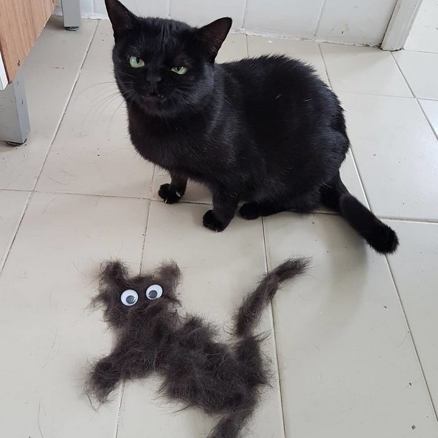 Ces chats mélodramatiques méritent un Oscar
