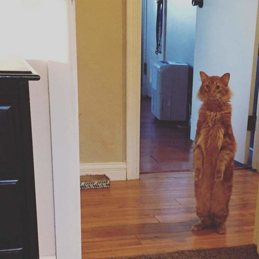 Ces chats mélodramatiques méritent un Oscar