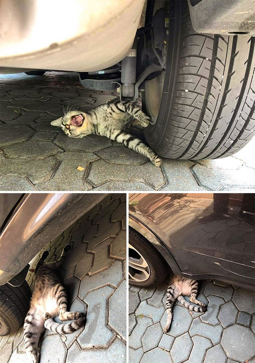 Ces chats mélodramatiques méritent un Oscar
