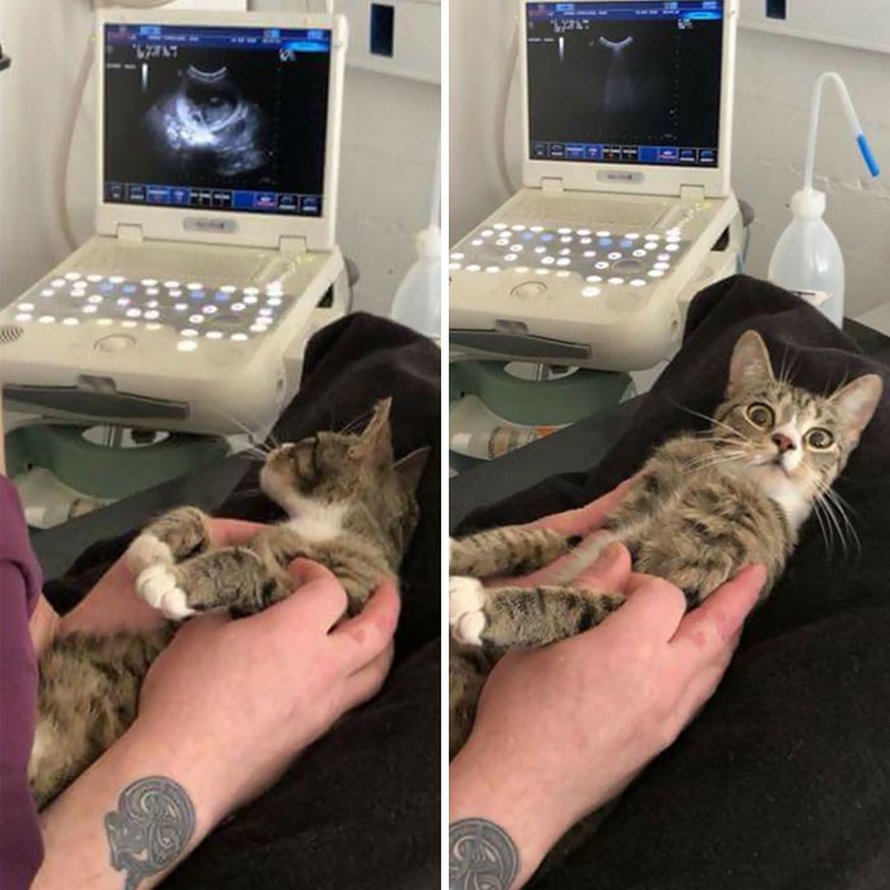 Ces chats mélodramatiques méritent un Oscar