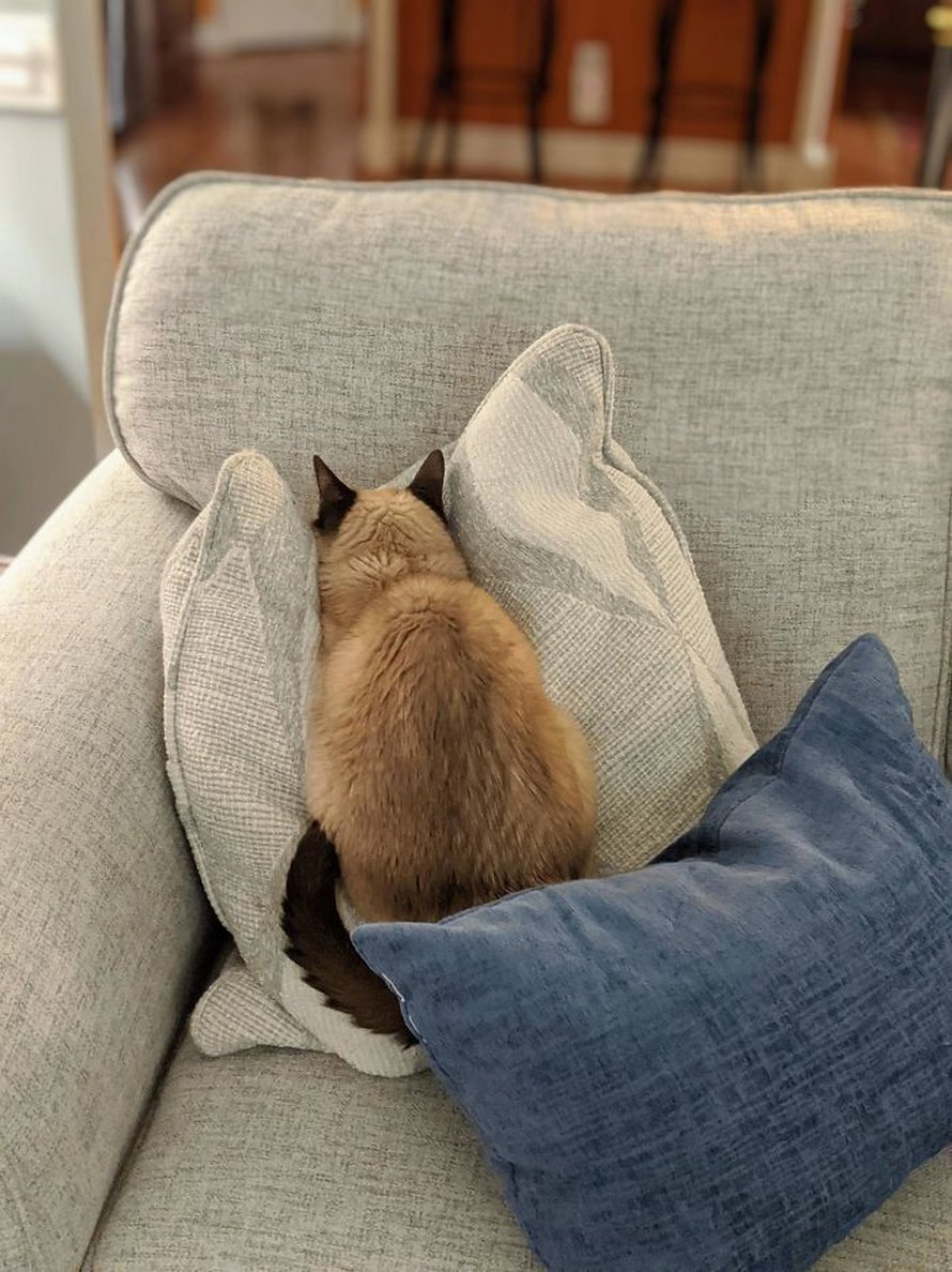 Ces chats mélodramatiques méritent un Oscar