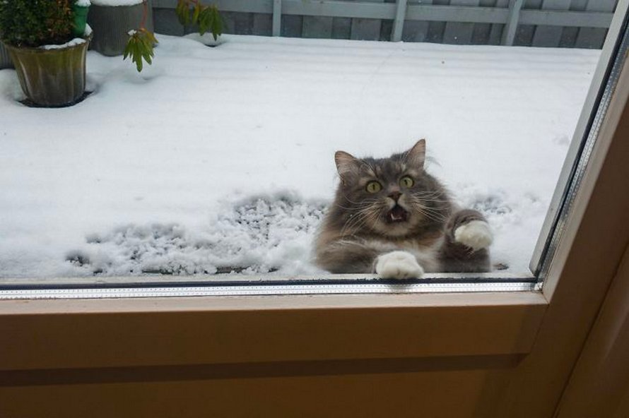 Ces chats mélodramatiques méritent un Oscar
