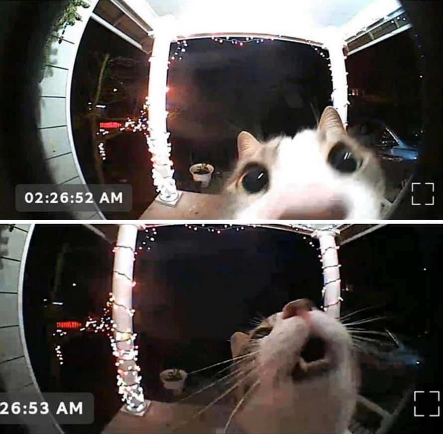 Ces chats mélodramatiques méritent un Oscar