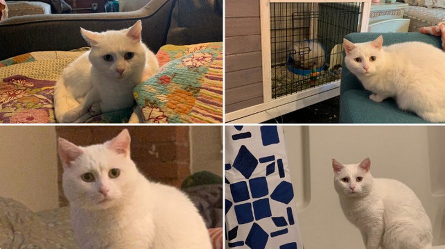 Ces chats mélodramatiques méritent un Oscar