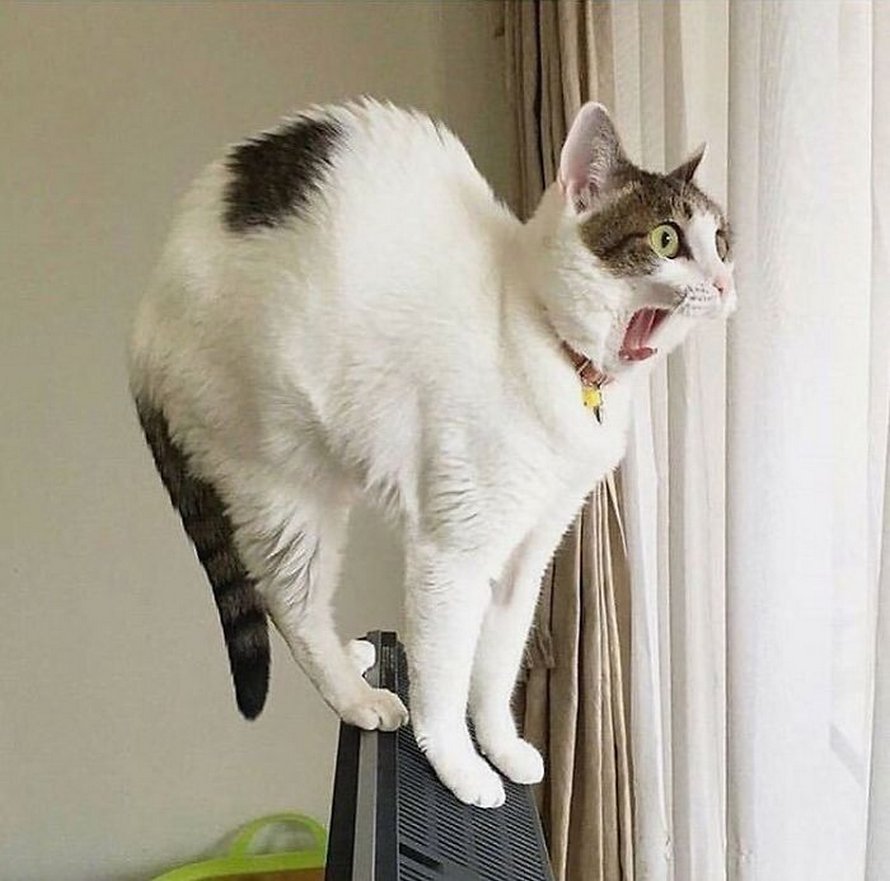 Ces chats mélodramatiques méritent un Oscar