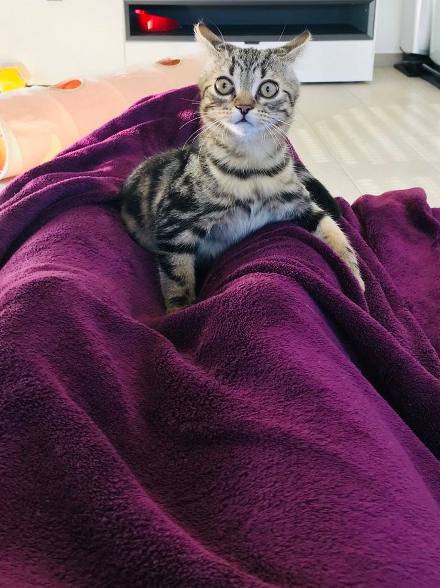 Ces chats mélodramatiques méritent un Oscar