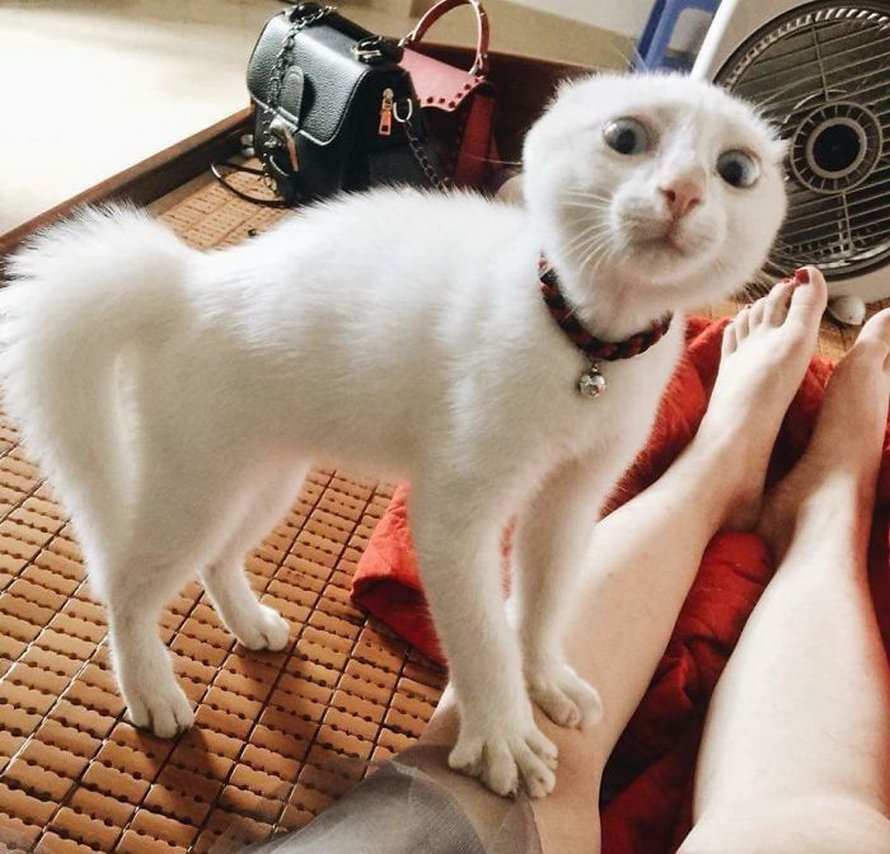 Ces chats mélodramatiques méritent un Oscar