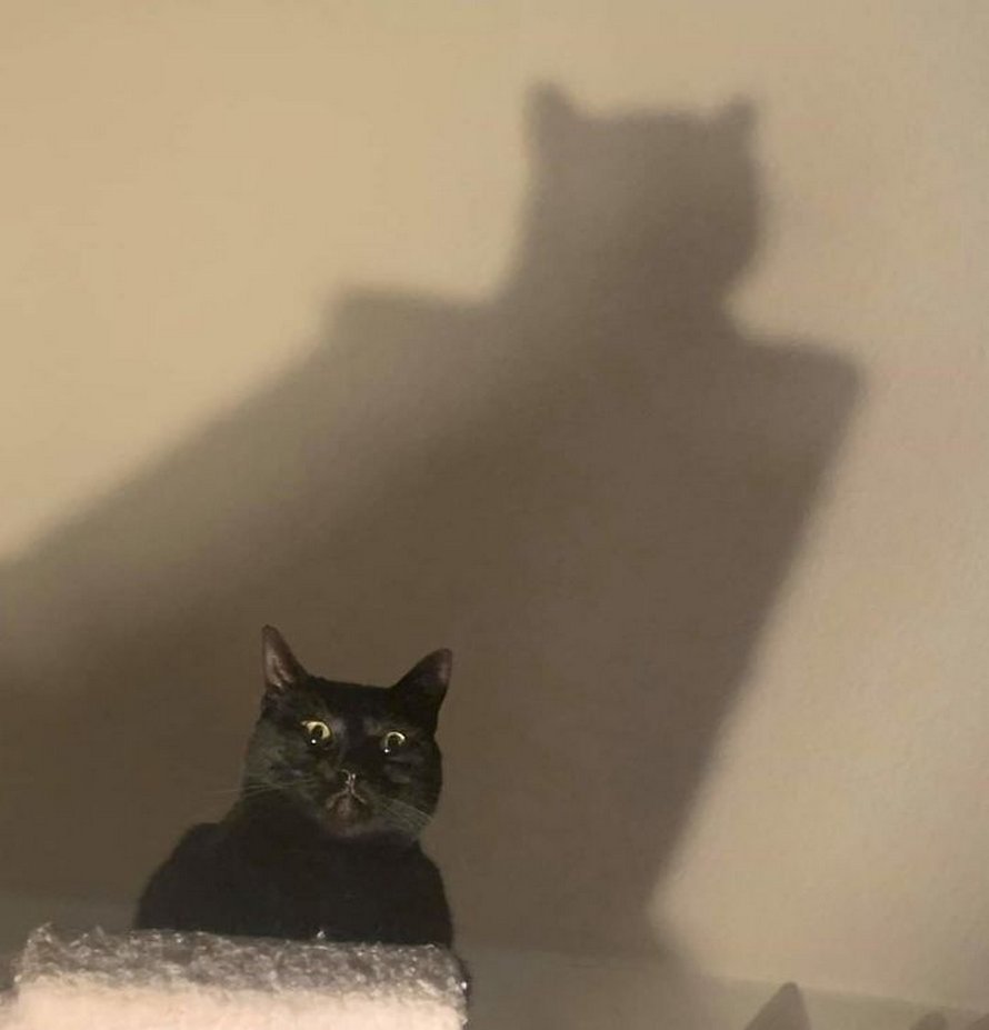 Ces chats mélodramatiques méritent un Oscar