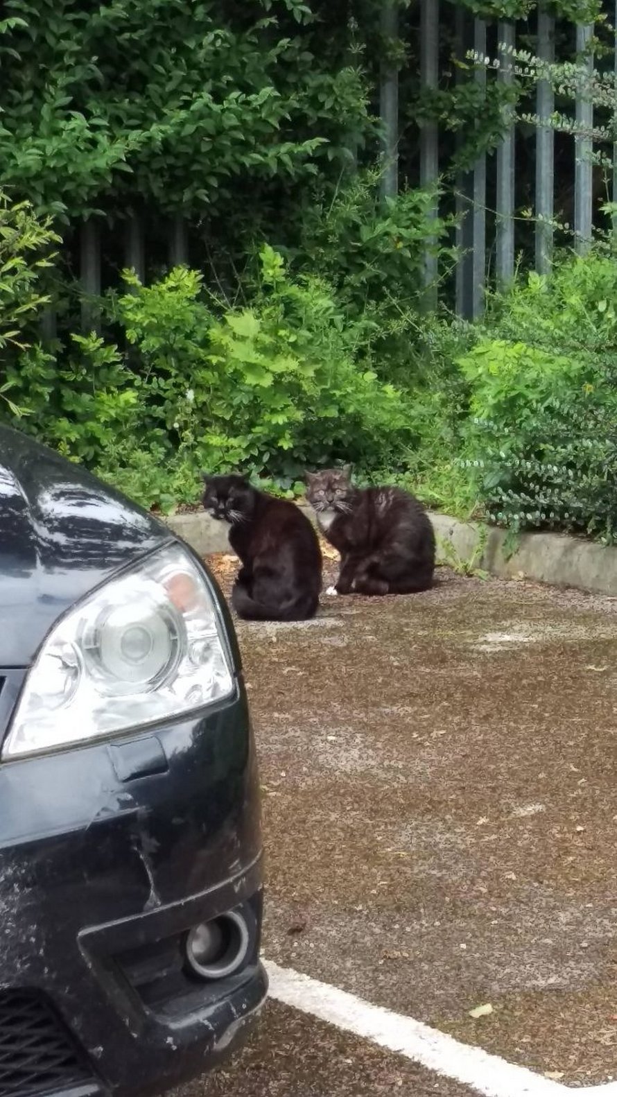 Ces chats mélodramatiques méritent un Oscar
