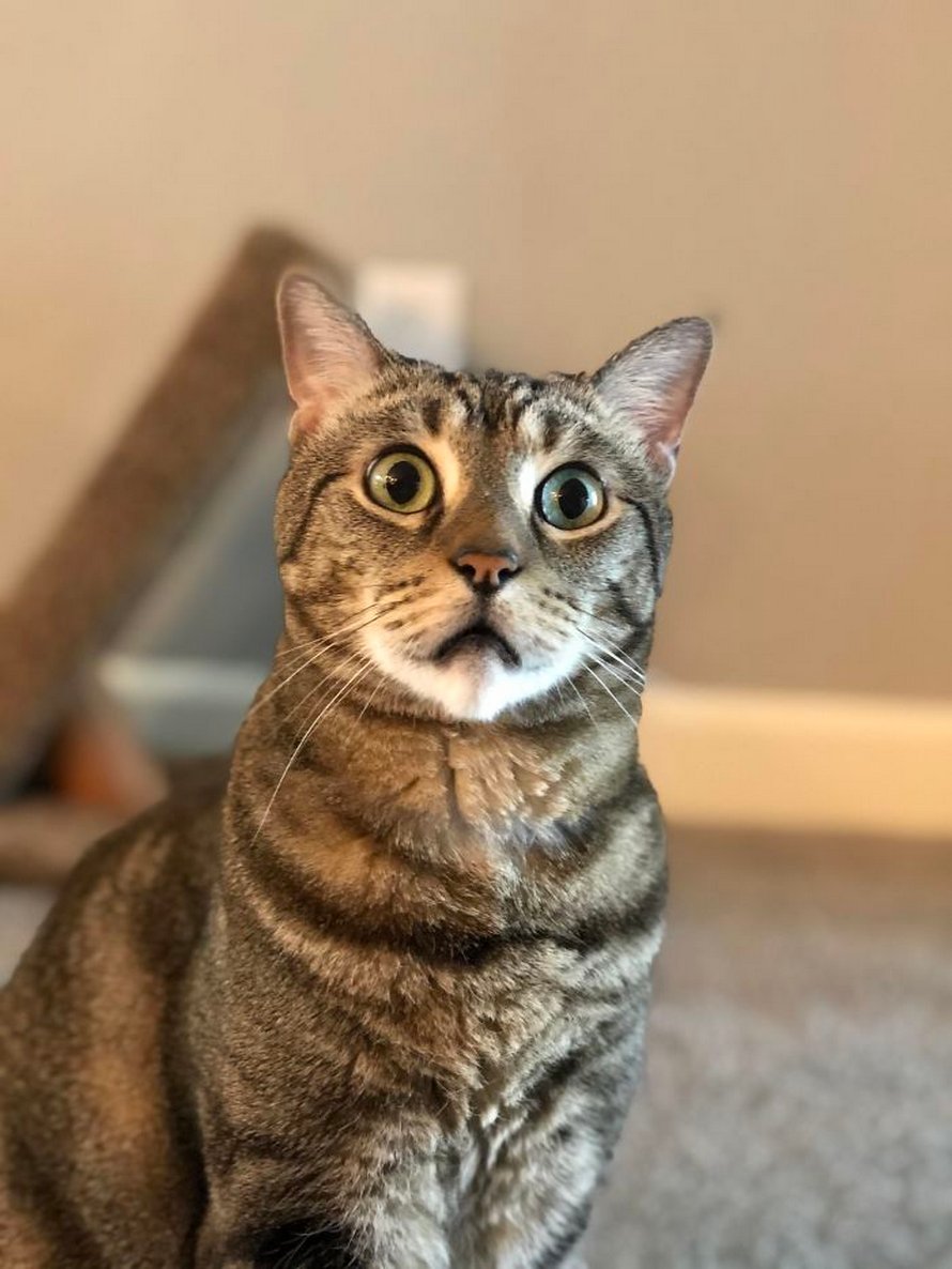 Ces chats mélodramatiques méritent un Oscar