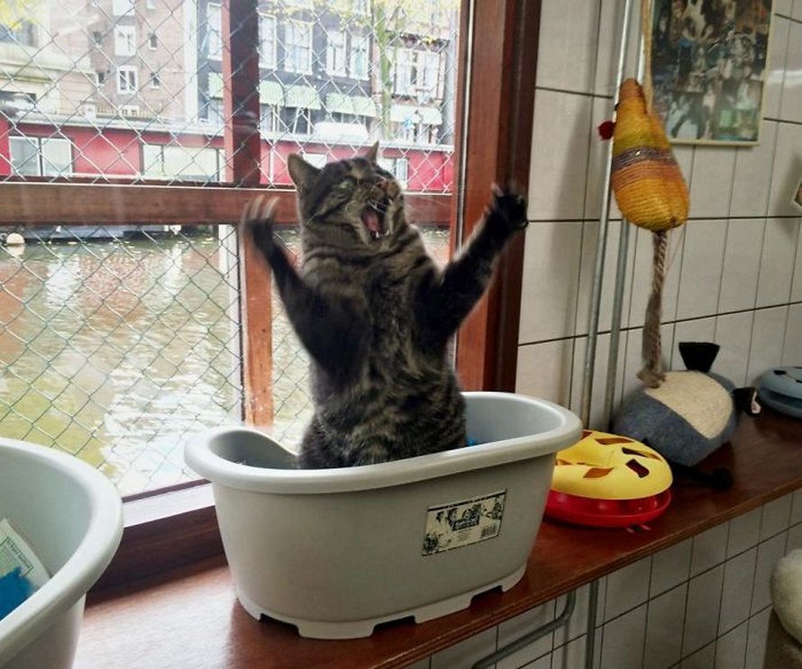 Ces chats mélodramatiques méritent un Oscar