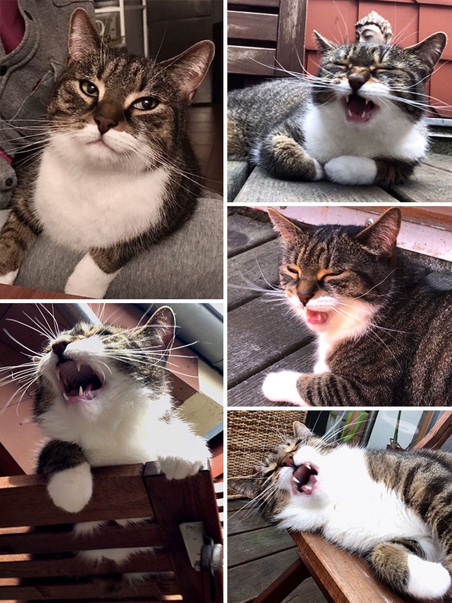 Ces chats mélodramatiques méritent un Oscar