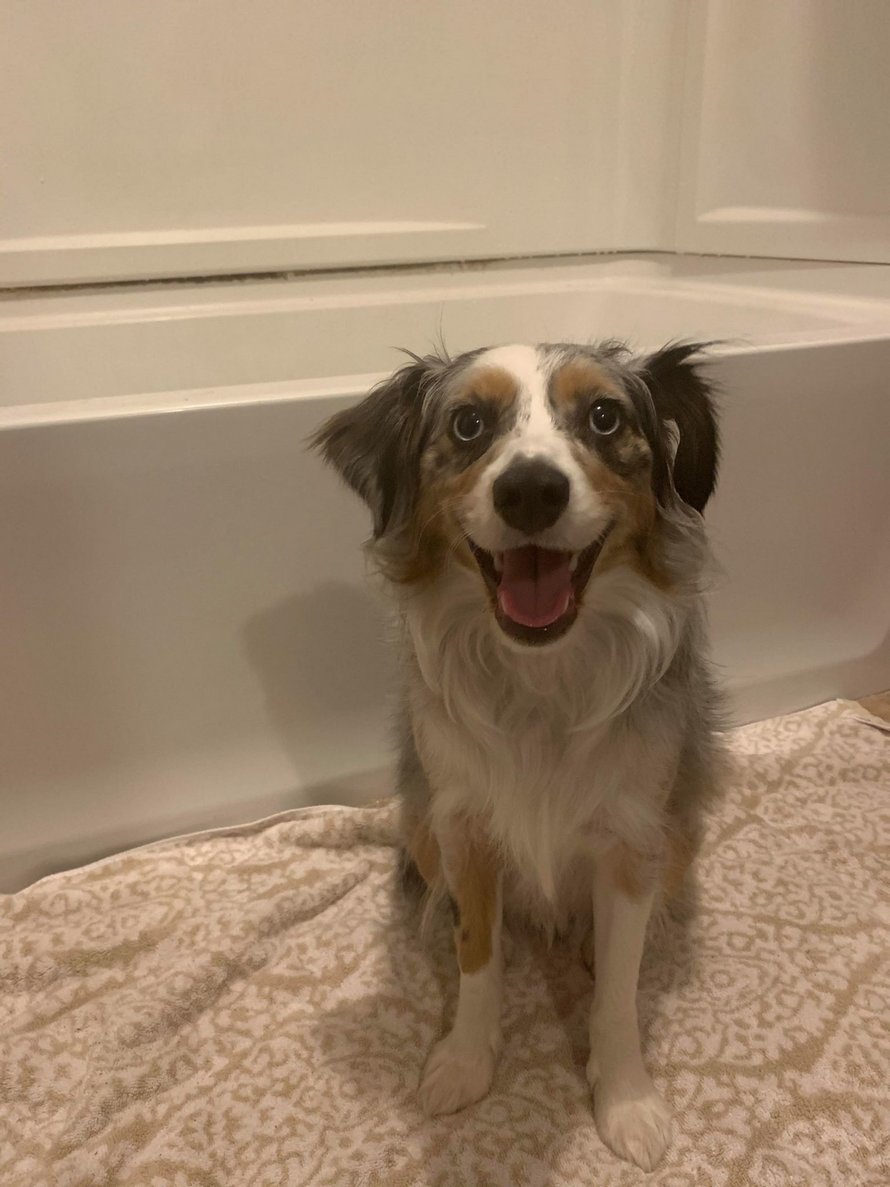 Ce chien refuse de se mouiller les fesses pendant l’heure du bain