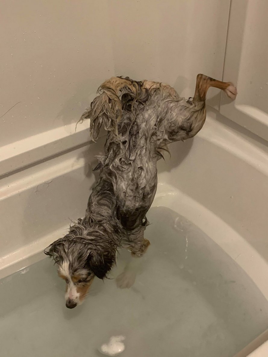 Ce chien refuse de se mouiller les fesses pendant l’heure du bain