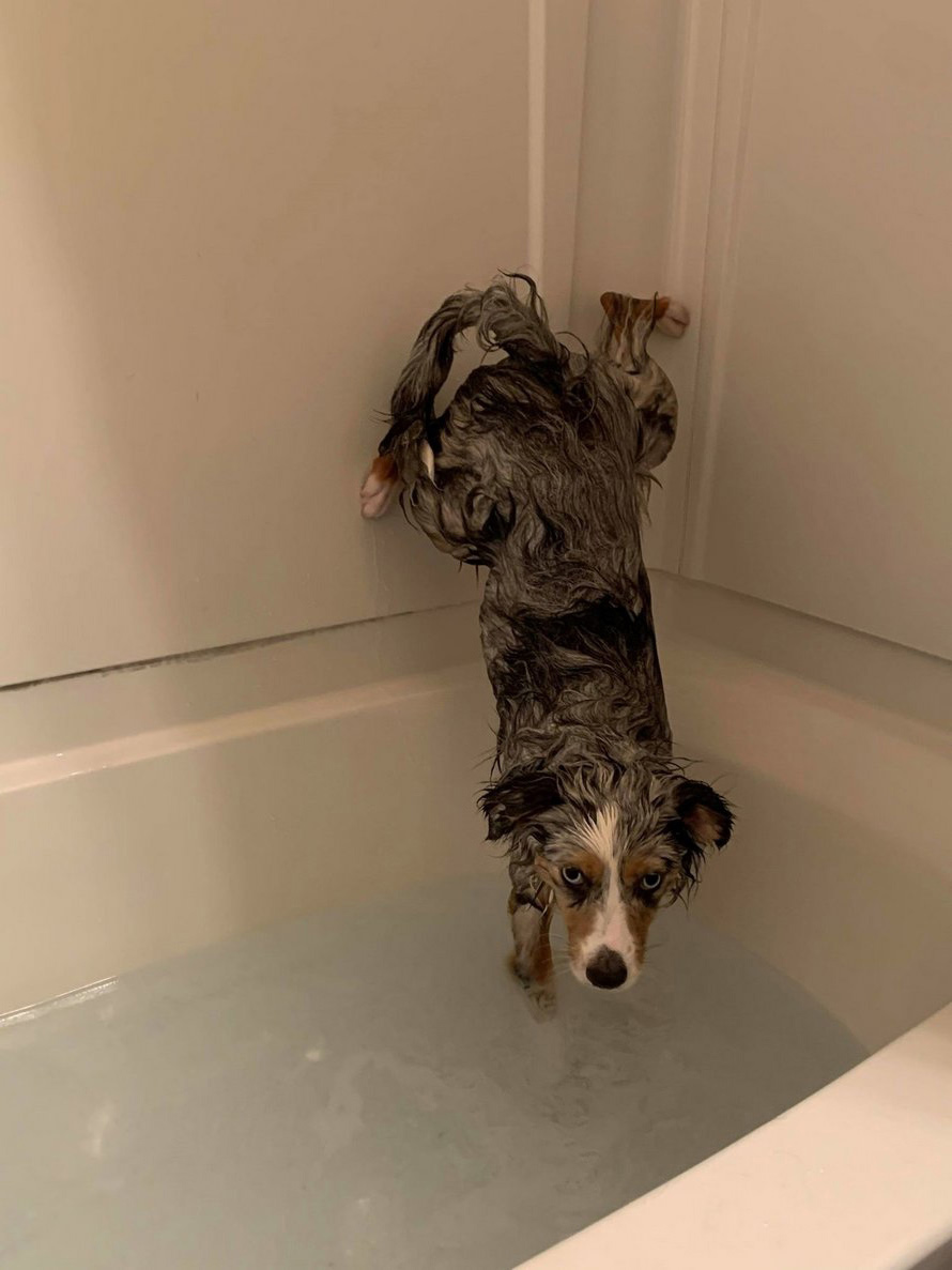 Ce chien refuse de se mouiller les fesses pendant l’heure du bain