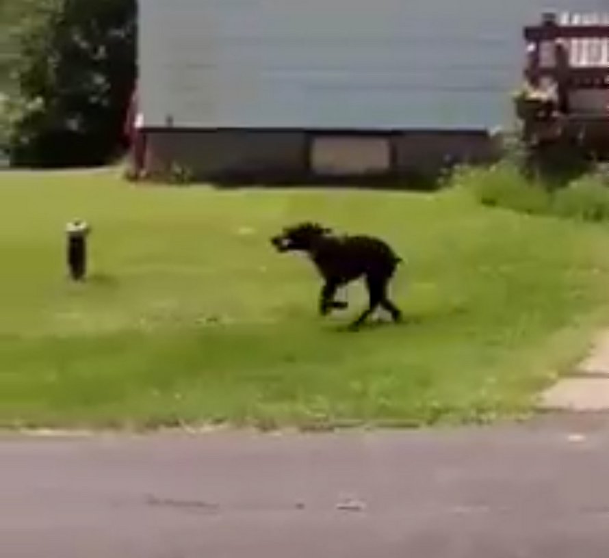 Regardez ce très bon chien apporter une carotte à son ami le cheval