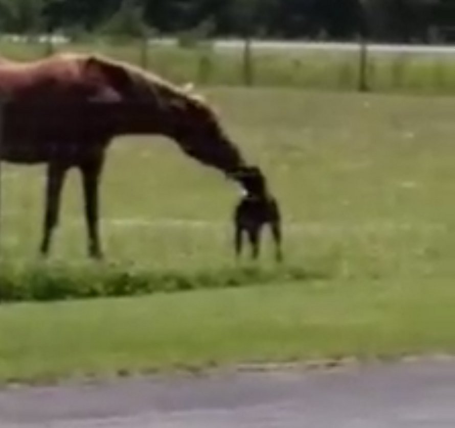 Regardez ce très bon chien apporter une carotte à son ami le cheval