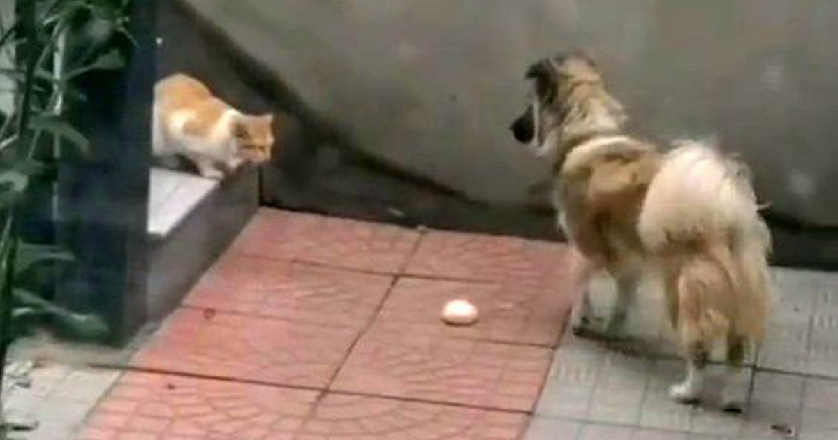 Voici Le Moment Attendrissant Ou Un Chien Donne Sa Nourriture A Un Chat Errant Affame Apres L Avoir Vu Dans Le Jardin Ipnoze