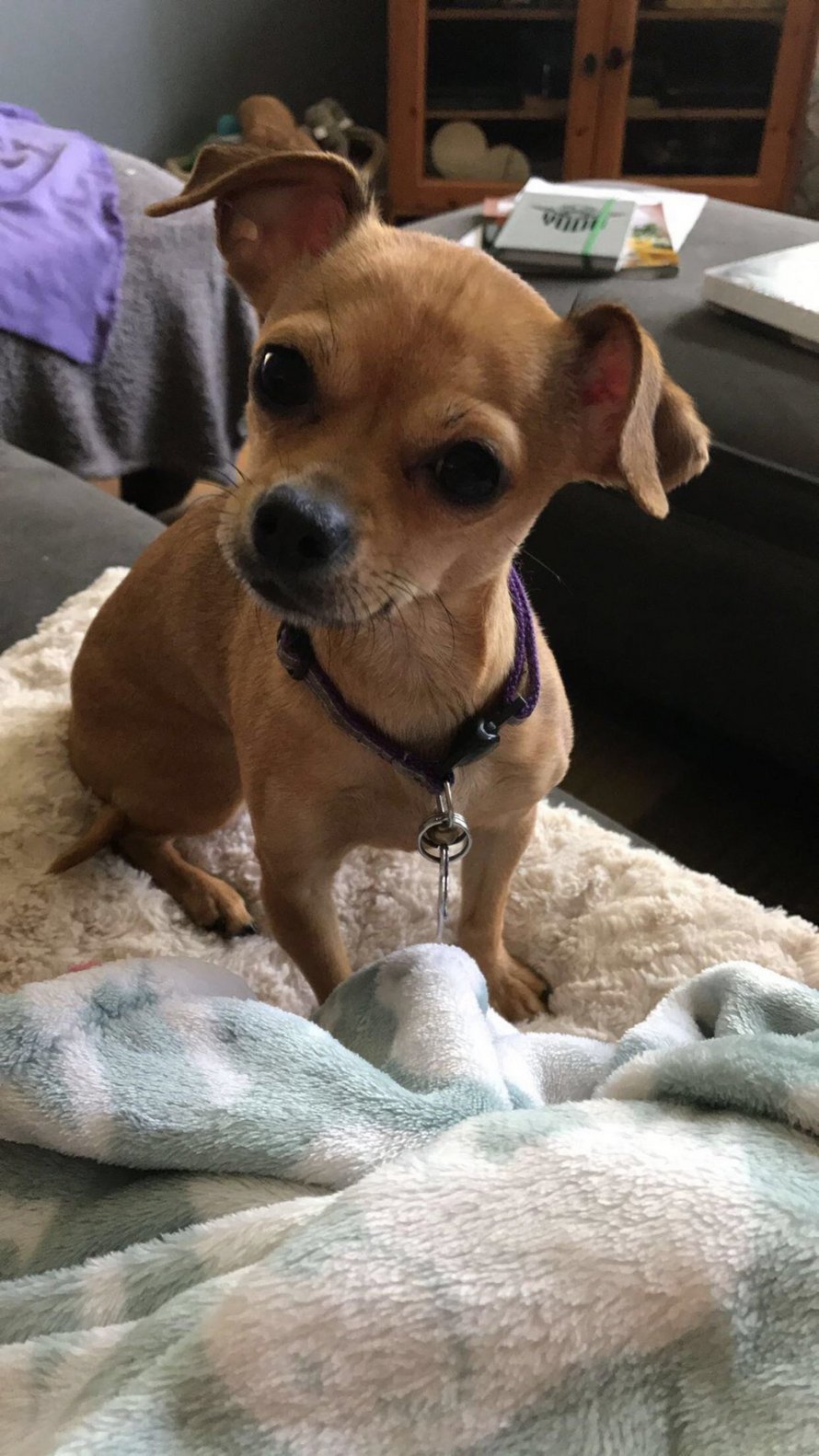 Cette petite chienne n’a pas peur de faire savoir à une femme que son mari lui appartient
