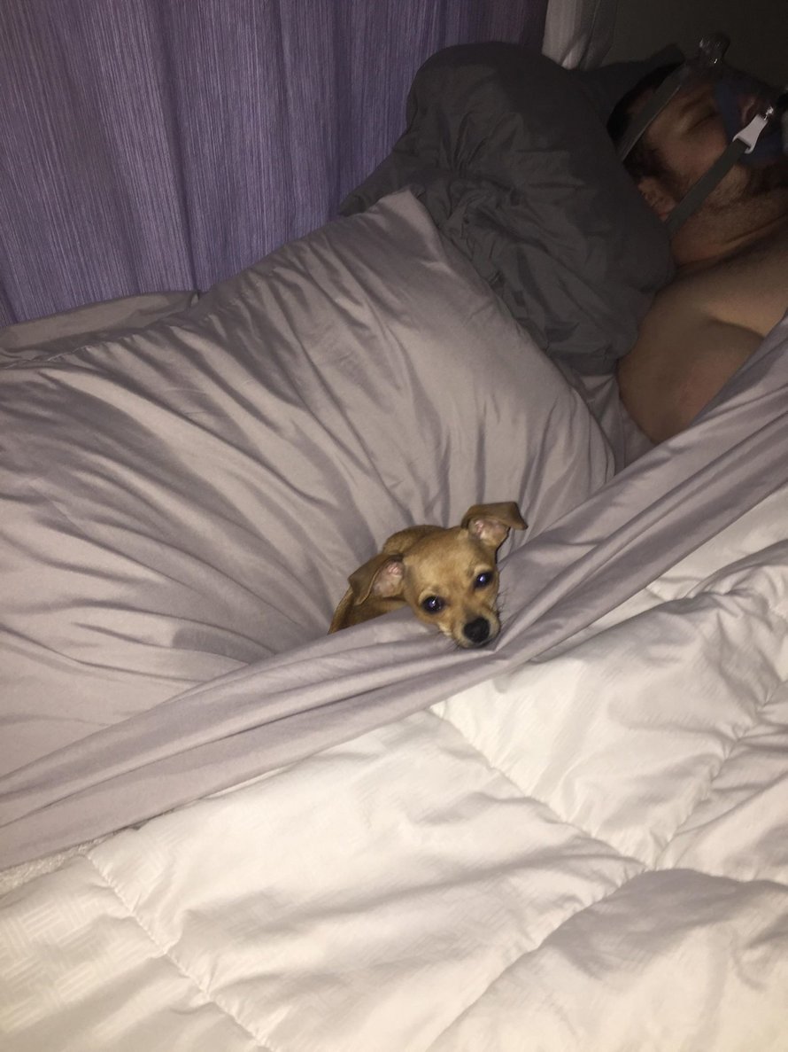 Cette petite chienne n’a pas peur de faire savoir à une femme que son mari lui appartient