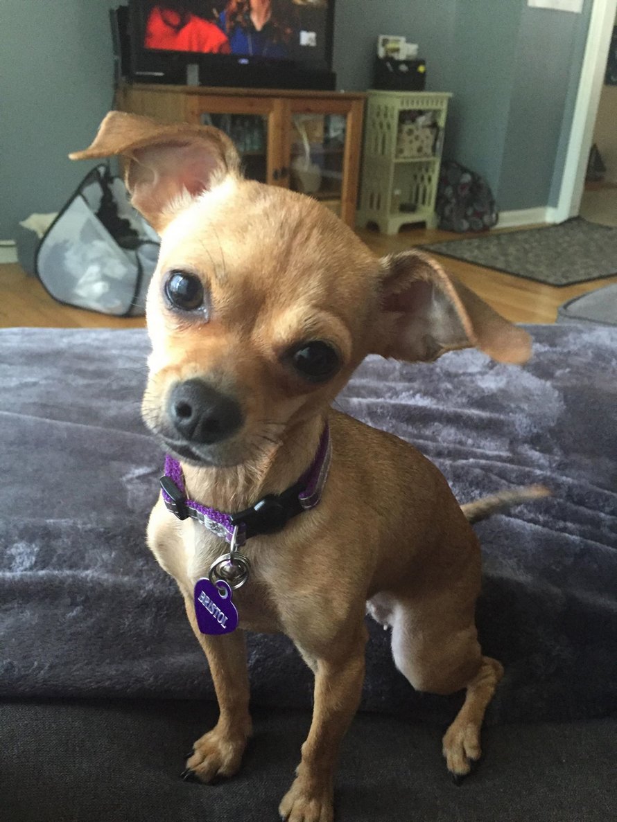 Cette petite chienne n’a pas peur de faire savoir à une femme que son mari lui appartient
