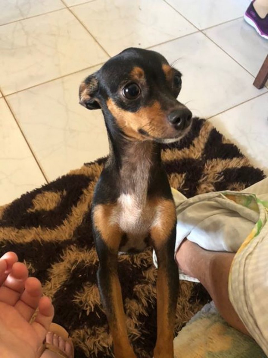 Cette gentille petite chienne déplace toujours les tapis afin de faire de la place pour le fauteuil roulant de grand-maman
