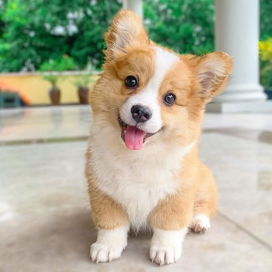Voici Baby, le corgi qui adore tout le monde et qui a une personnalité pleine d’entrain