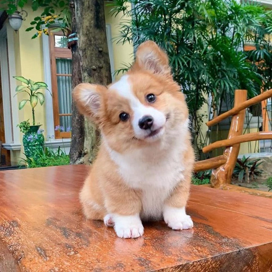 Voici Baby, le corgi qui adore tout le monde et qui a une personnalité pleine d’entrain