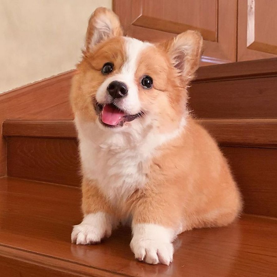 Voici Baby, le corgi qui adore tout le monde et qui a une personnalité pleine d’entrain