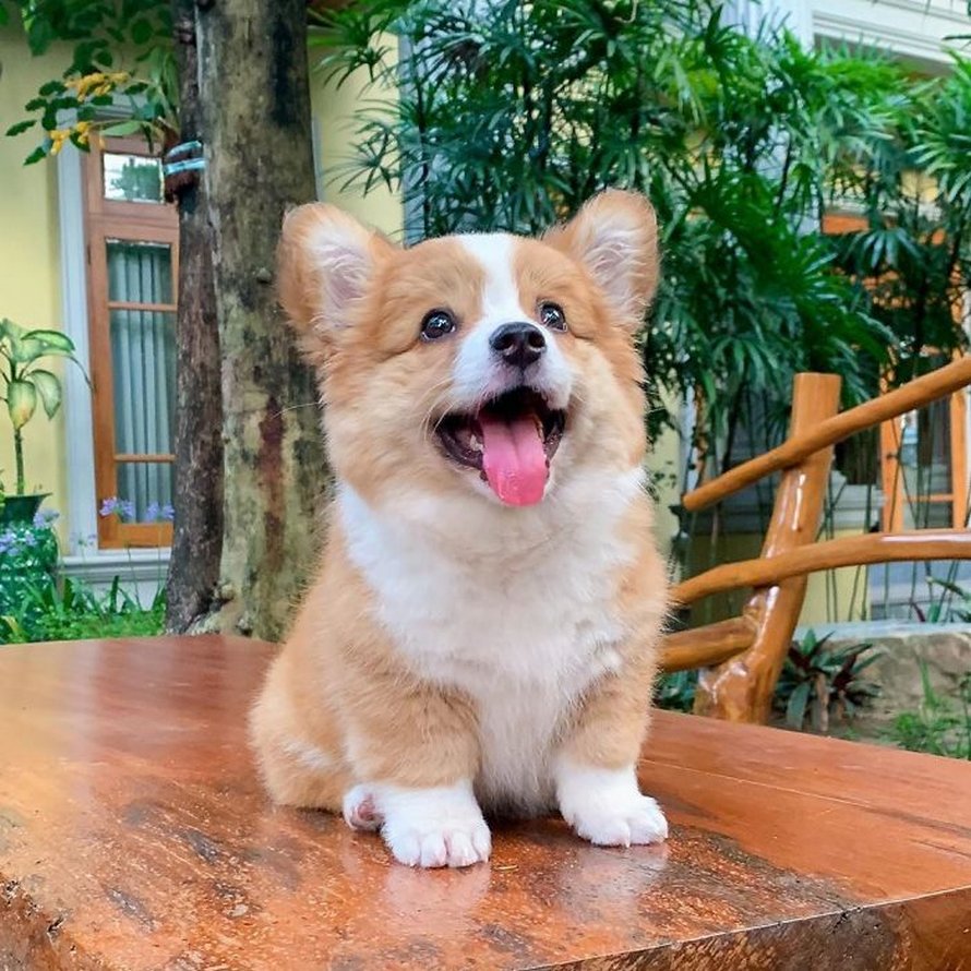 Voici Baby Le Corgi Qui Adore Tout Le Monde Et Qui A Une Personnalite Pleine D Entrain Ipnoze Voici Baby Le Corgi Qui Adore Tout Le Monde Et Qui A Une Personnalite Pleine D Entrain Ipnoze