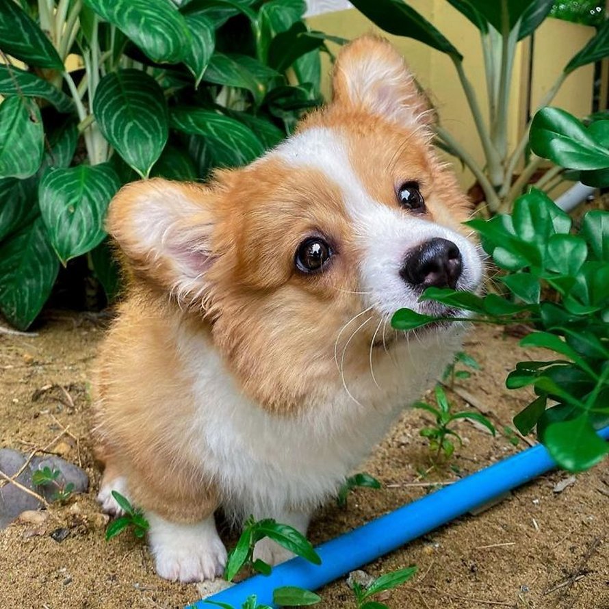 Voici Baby, le corgi qui adore tout le monde et qui a une personnalité pleine d’entrain