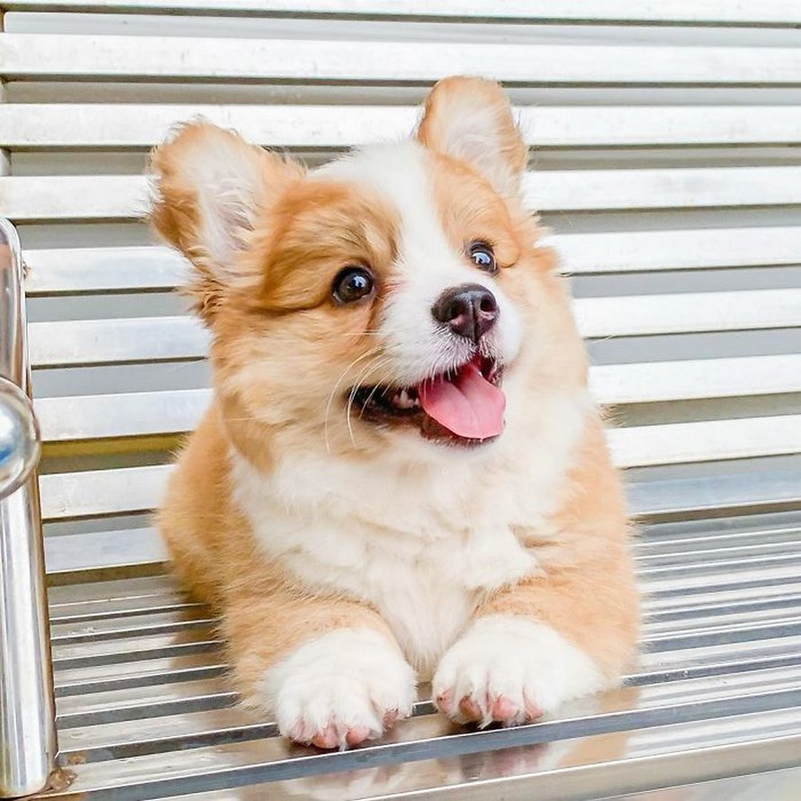 Voici Baby, le corgi qui adore tout le monde et qui a une personnalité pleine d’entrain