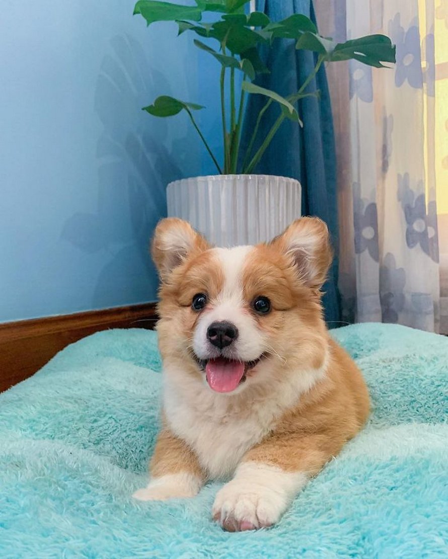 Voici Baby, le corgi qui adore tout le monde et qui a une personnalité pleine d’entrain