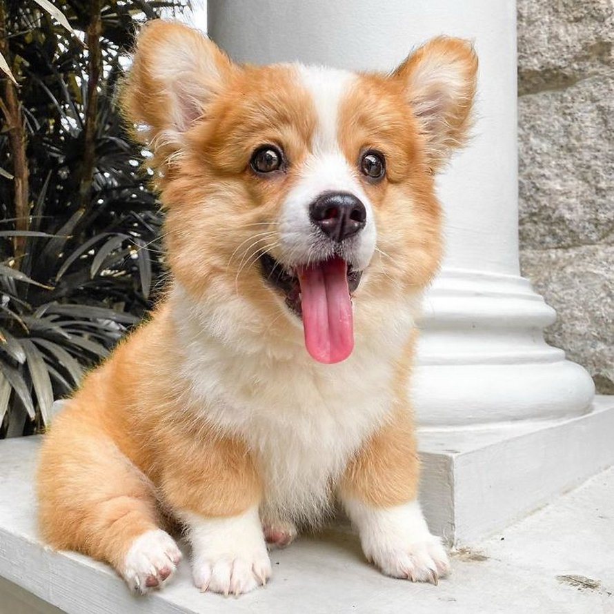 Voici Baby Le Corgi Qui Adore Tout Le Monde Et Qui A Une Personnalite Pleine D Entrain Ipnoze Voici Baby Le Corgi Qui Adore Tout Le Monde Et Qui A Une Personnalite Pleine D Entrain Ipnoze
