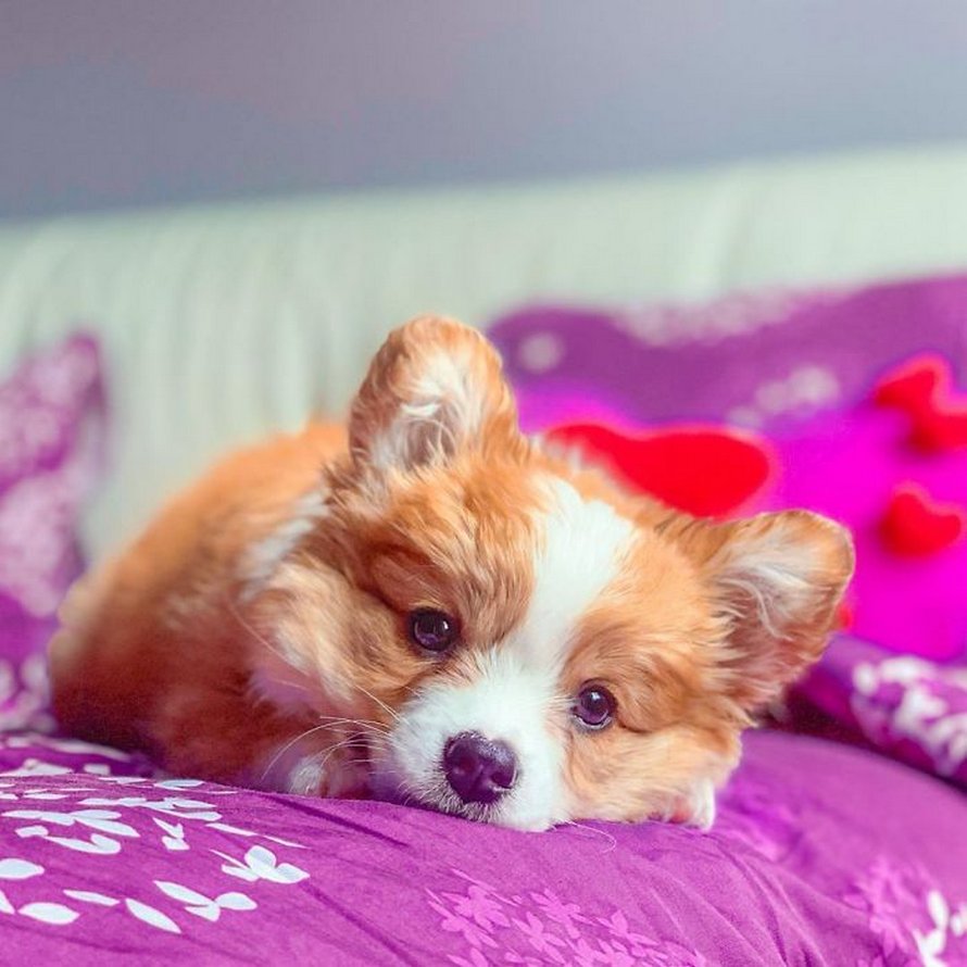 Voici Baby, le corgi qui adore tout le monde et qui a une personnalité pleine d’entrain