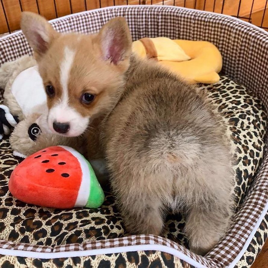 Voici Baby, le corgi qui adore tout le monde et qui a une personnalité pleine d’entrain