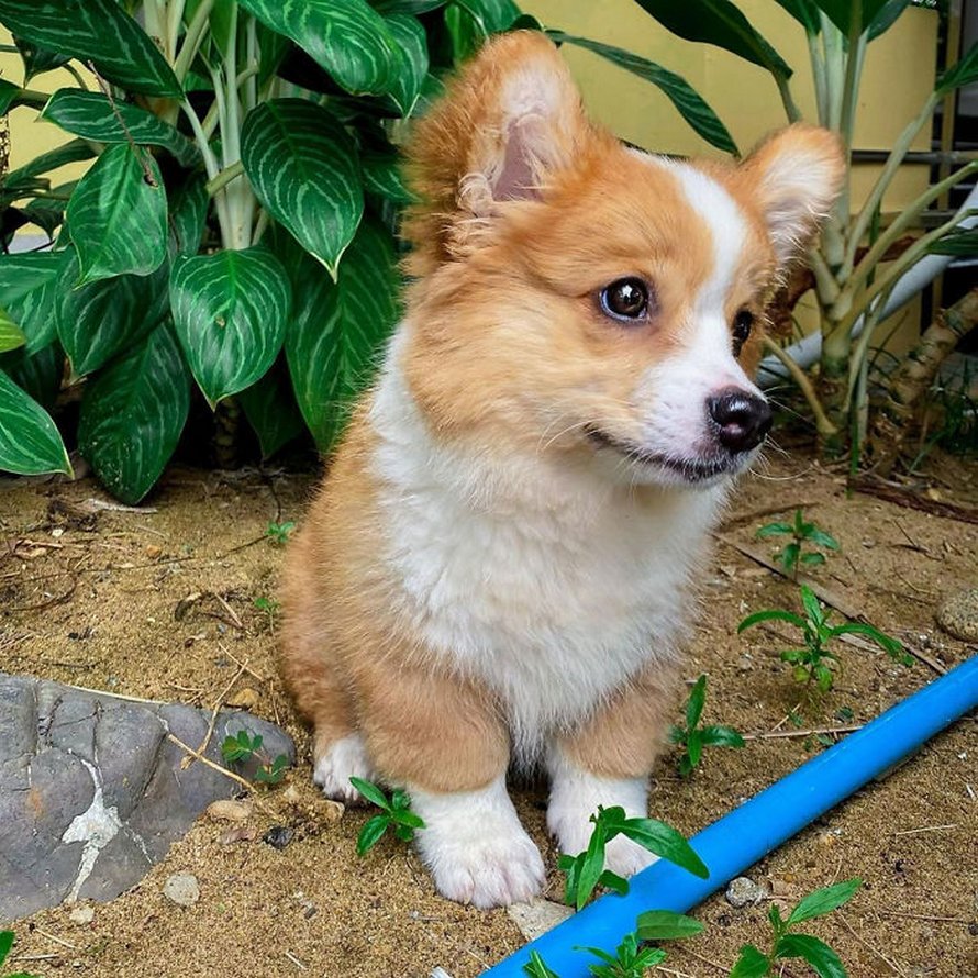 Voici Baby, le corgi qui adore tout le monde et qui a une personnalité pleine d’entrain