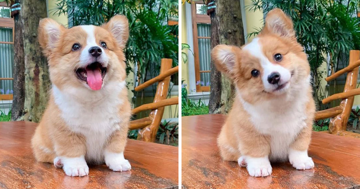 Voici Baby Le Corgi Qui Adore Tout Le Monde Et Qui A Une Personnalite Pleine D Entrain Ipnoze
