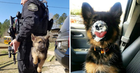 25 Fois Ou Les Chiots Bergers Allemands Ont Prouve Qu Ils Sont Les Etres Les Plus Purs Du Monde Ipnoze