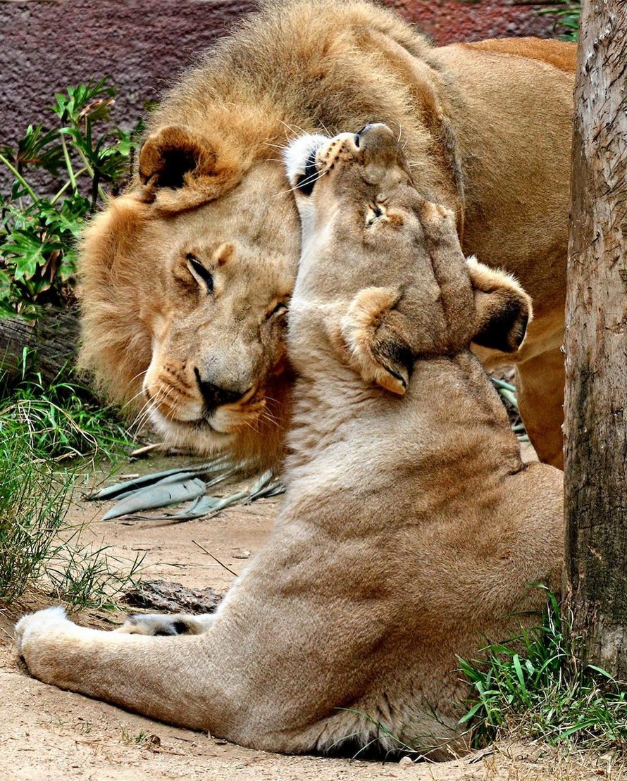 Un couple de lions âgés ont été euthanasiés en même temps pour ne pas vivre seuls l’un sans l’autre