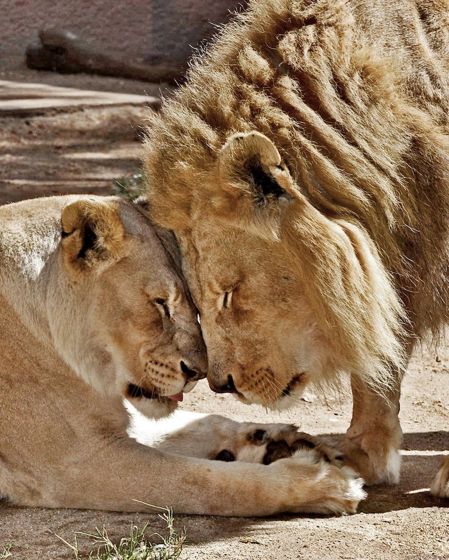 Un couple de lions âgés ont été euthanasiés en même temps pour ne pas vivre seuls l’un sans l’autre