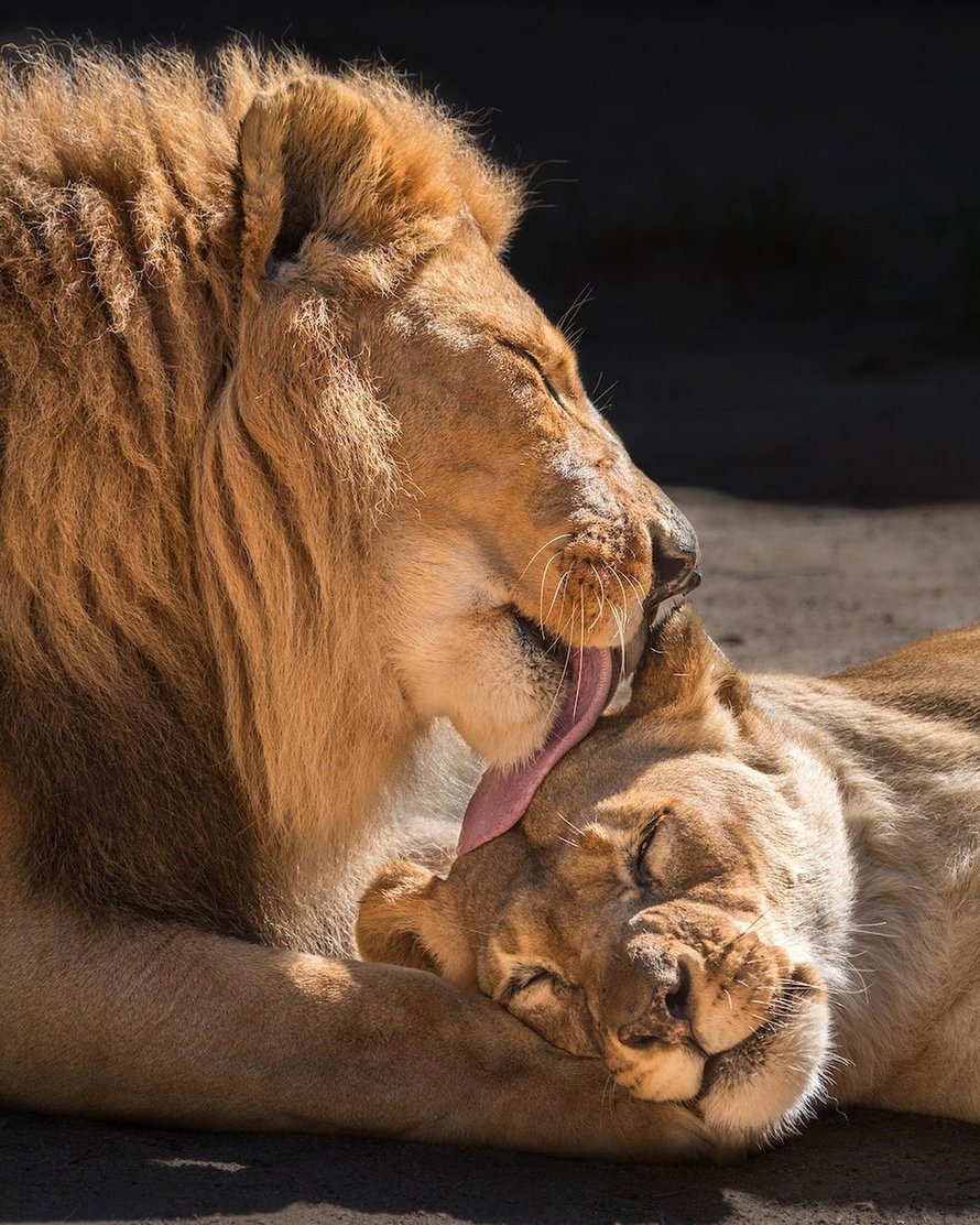 Un couple de lions âgés ont été euthanasiés en même temps pour ne pas vivre seuls l’un sans l’autre