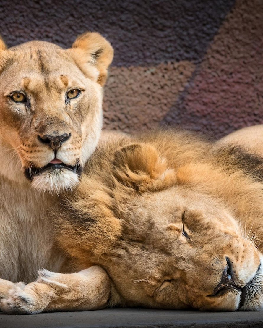 Un couple de lions âgés ont été euthanasiés en même temps pour ne pas vivre seuls l’un sans l’autre