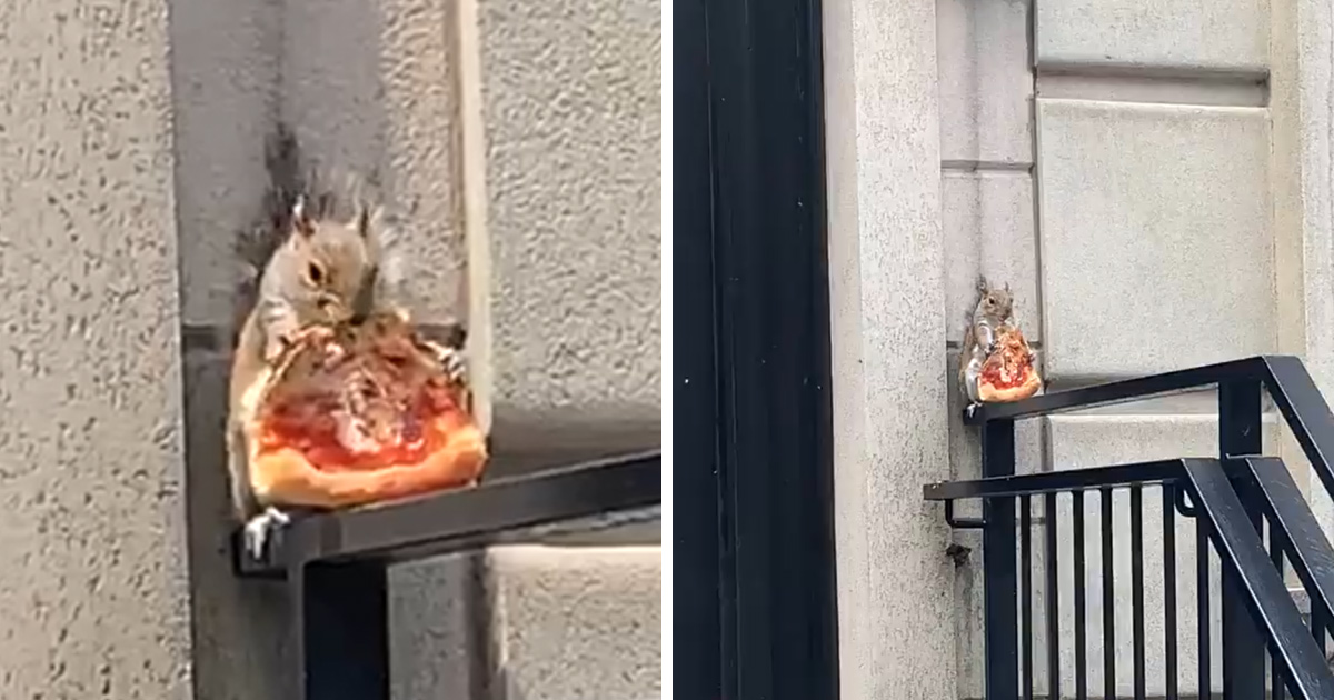 Un écureuil a été filmé en train de manger une tranche de pizza à New York