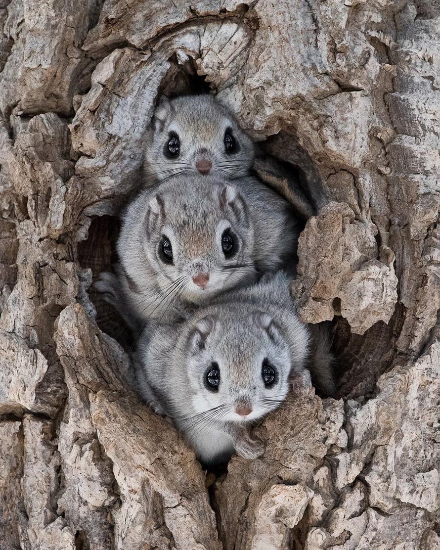 Ces petits écureuils qui ressemblent à des Pokémon ne peuvent être trouvés que sur des îles japonaises éloignées