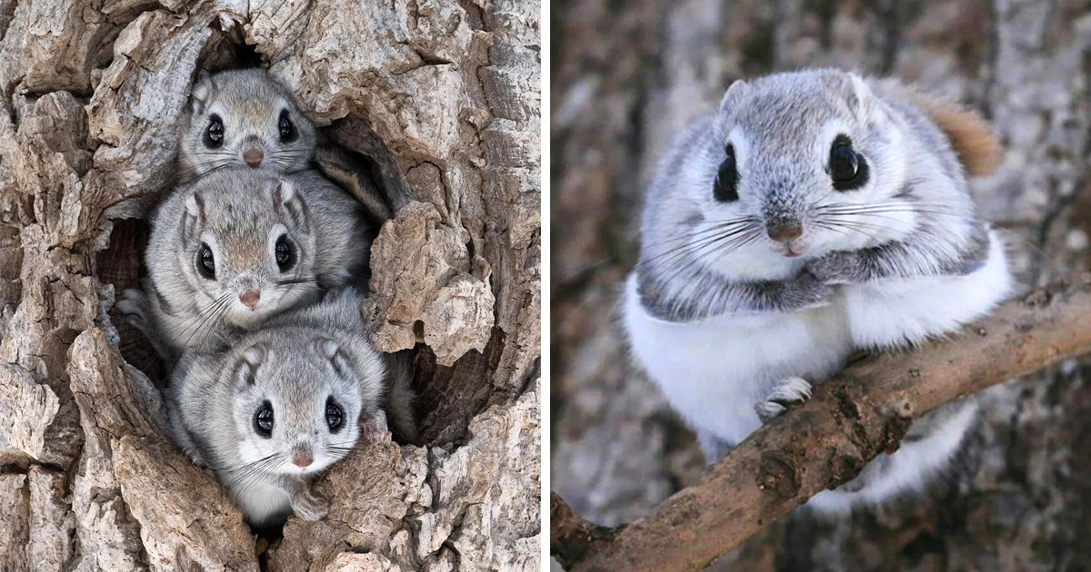 Ces Petits Ecureuils Qui Ressemblent A Des Pokemon Ne Peuvent Etre Trouves Que Sur Des Iles Japonaises Eloignees Ipnoze