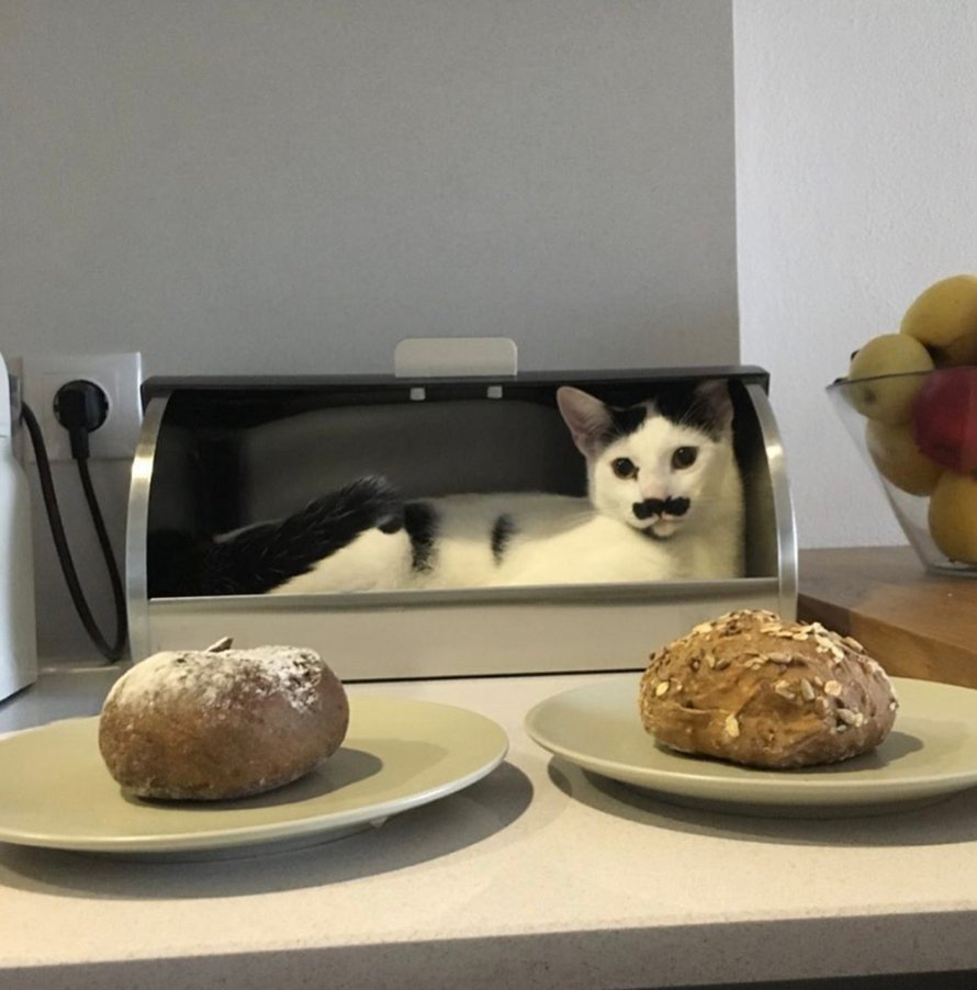 Une femme montre ce que c’est que de faire le lit avec un chat