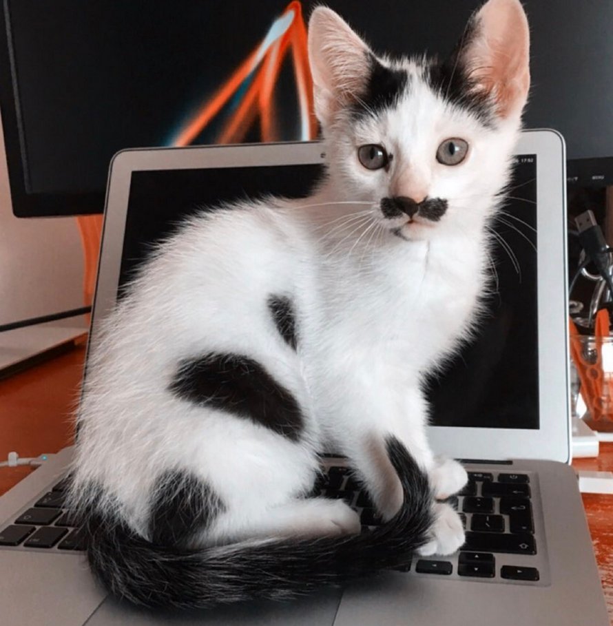 Une femme montre ce que c’est que de faire le lit avec un chat