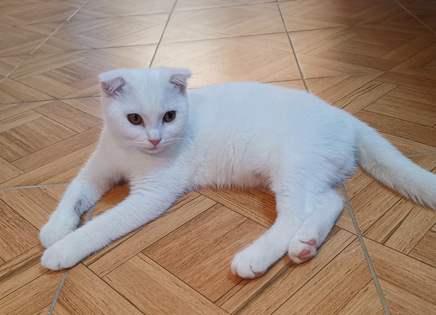 Ce chat est devenu jaune après que sa propriétaire l’ait couvert de curcuma pour traiter une infection fongique