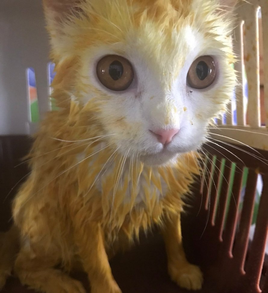 Ce chat est devenu jaune après que sa propriétaire l’ait couvert de curcuma pour traiter une infection fongique